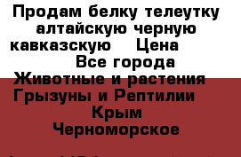 Продам белку телеутку алтайскую,черную кавказскую. › Цена ­ 5 000 - Все города Животные и растения » Грызуны и Рептилии   . Крым,Черноморское